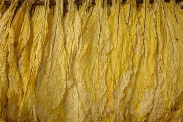 烤煙煙葉顏色怎么檢測？可以使用NH310色差儀嗎？