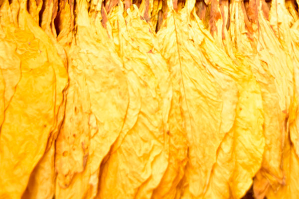 色差儀在煙葉顏色分級及質量品質管控中的應用