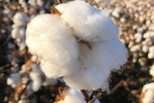 色差儀在棉花顏色質(zhì)量檢測(cè)中的應(yīng)用