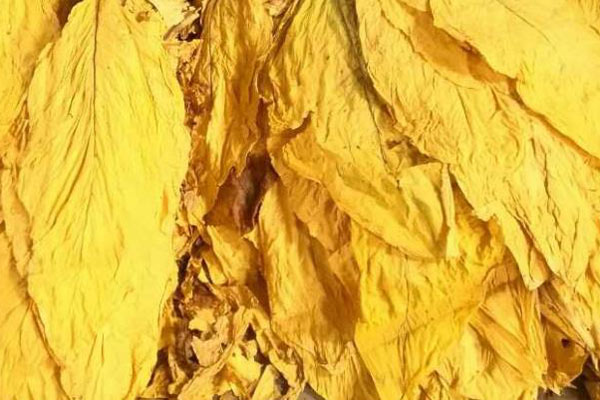 色差儀在煙葉顏色分類(lèi)與標(biāo)準(zhǔn)建立中的應(yīng)用