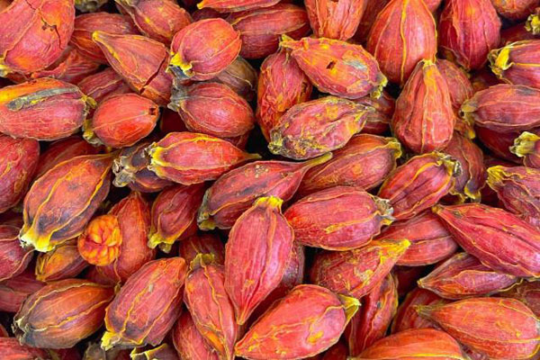 色差儀在不同產地中藥材梔子顏色分類中的應用