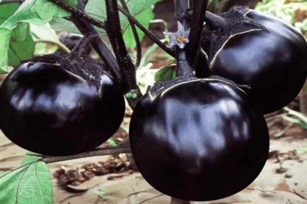 食品色差儀在茄子果皮顏色評價中的應用