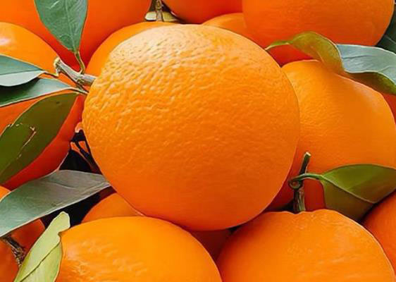 便攜式色差儀用于臍橙果皮色澤檢測