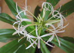 分光測色儀檢定植物顏色品質